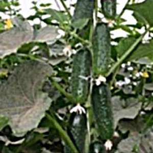 Барвина F1 - огурец партенокарпический, 500 семян, Nunhems (Нунемс) Голландия фото, цена